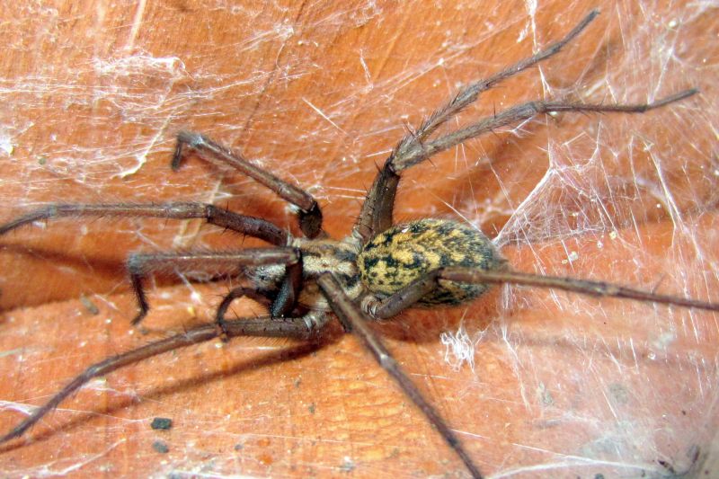 Hobo Spider Extermination in Rockwall, TX