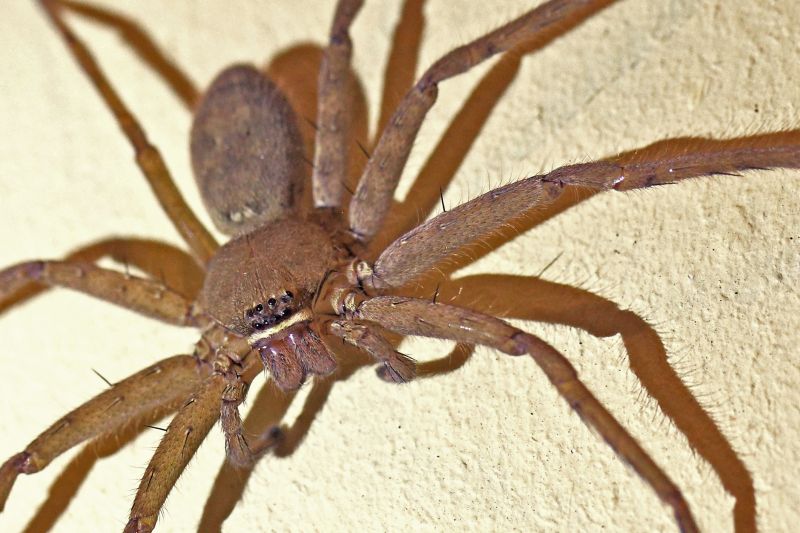 Huntsman Spider Extermination in Rockwall, TX