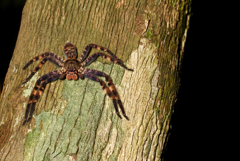 Huntsman Spider Extermination in Rockwall, TX