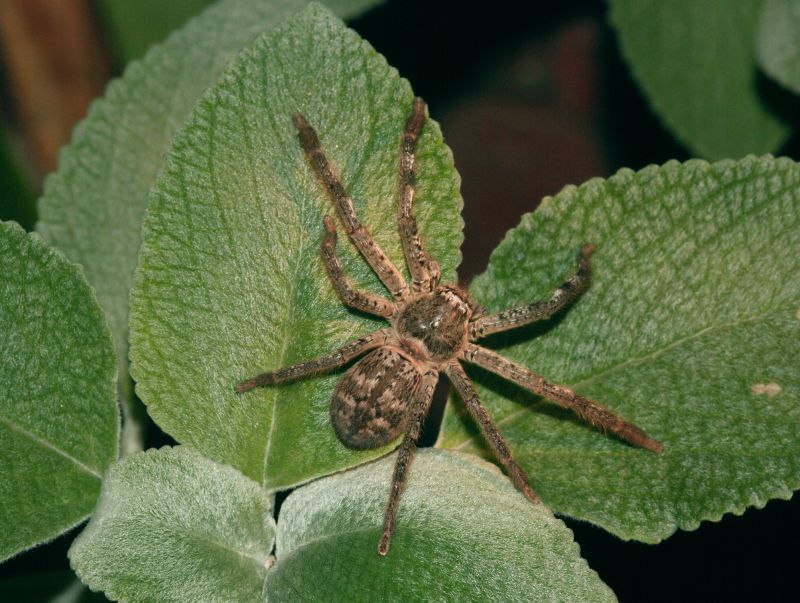 Huntsman Spider Extermination in Frisco, TX