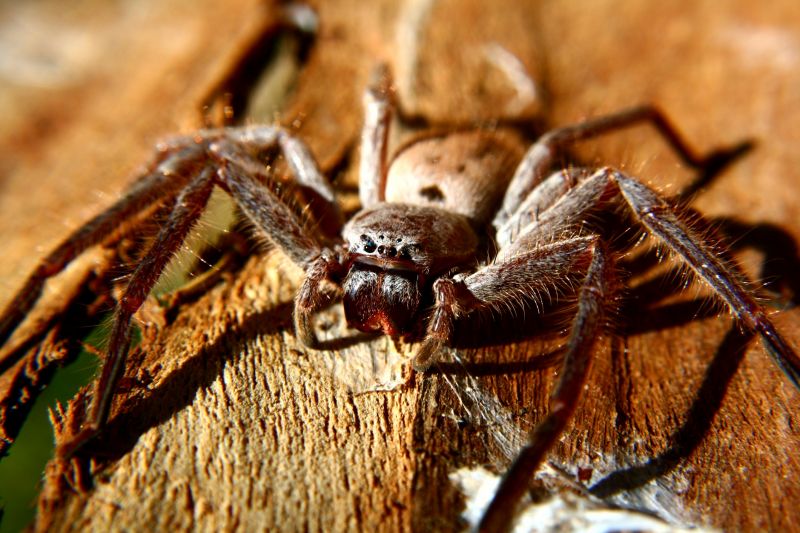 Huntsman Spider Extermination in Denton, TX