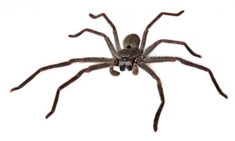 Huntsman Spider Extermination in Katy, TX