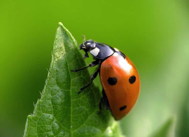 Ladybug Removal in Arlington, TX