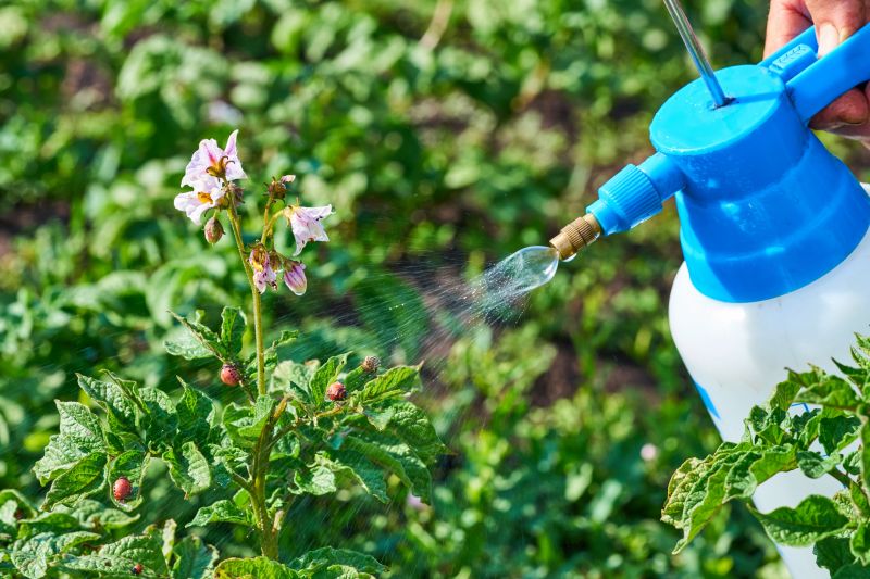 Lawn Insect Spraying in Katy, TX