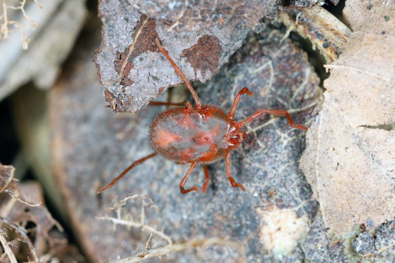 Mites Extermination in Frisco, TX