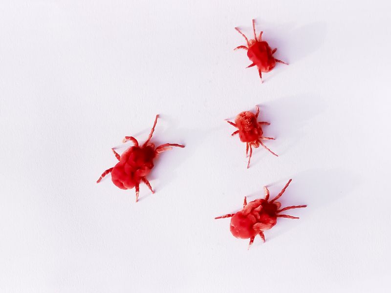 Mites Extermination in Katy, TX