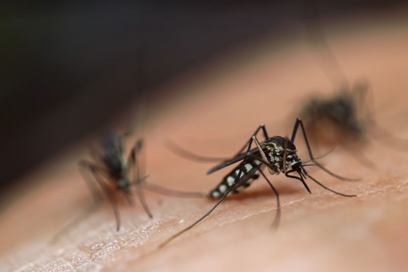 Mosquito Control Service in Frisco, TX