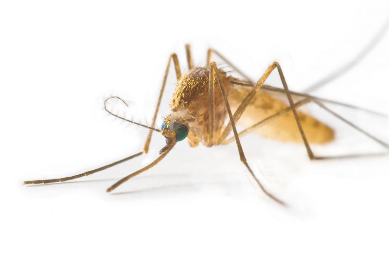 Mosquito Control Service in Fort Worth, TX