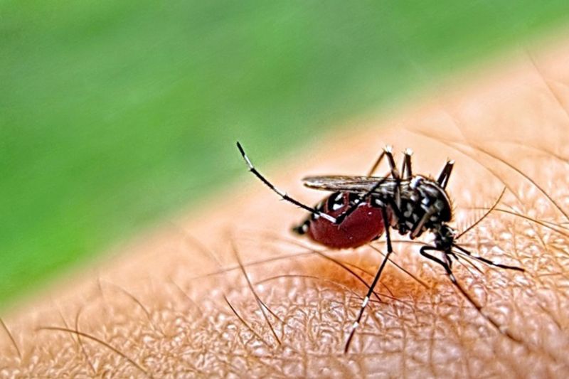 Mosquito Control Service in Rockwall, TX