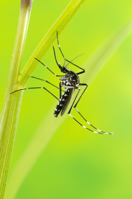 Mosquitoes Pest Control in Rockwall, TX