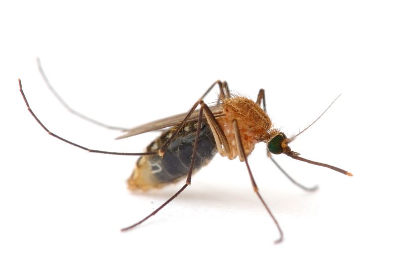 Mosquitoes Pest Control in Katy, TX