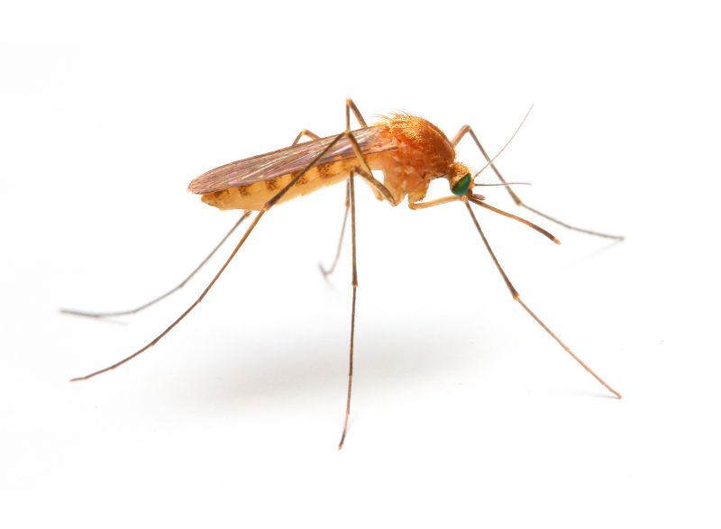 Mosquitoes Pest Control in Mckinney, TX