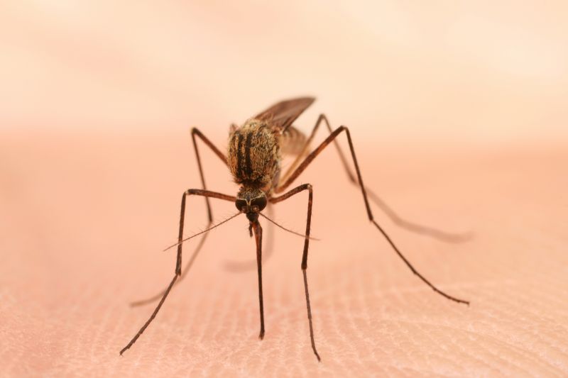 Mosquitoes Pest Control in Denton, TX