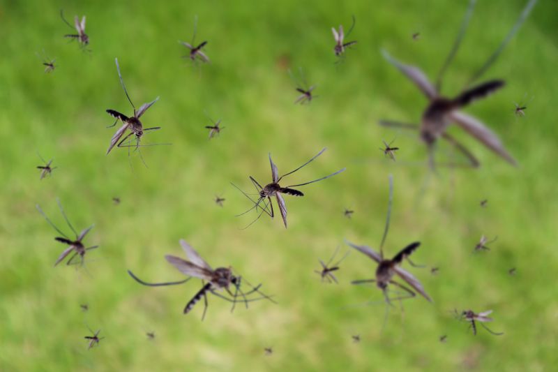 Mosquitoes Pest Control in Frisco, TX
