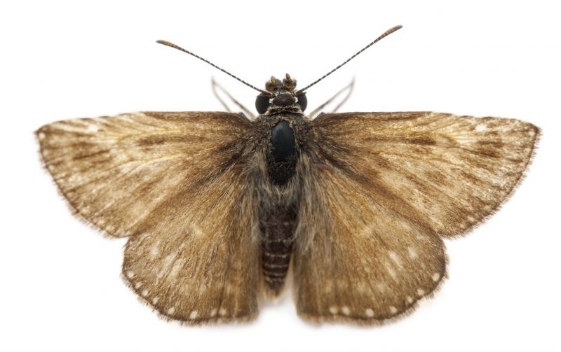 Moth Extermination in Frisco, TX