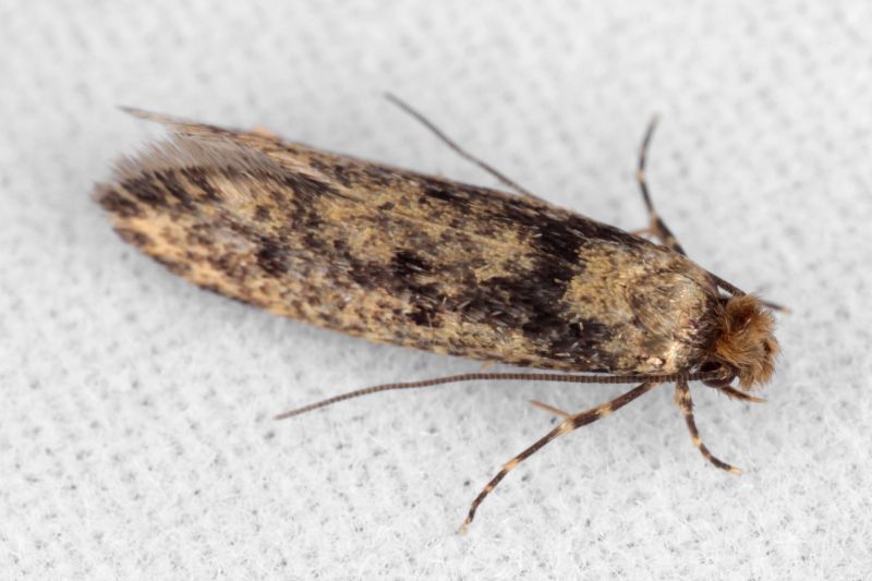 Moth Extermination in Katy, TX