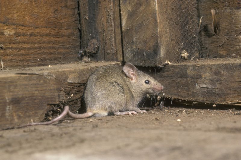 Mouse Extermination