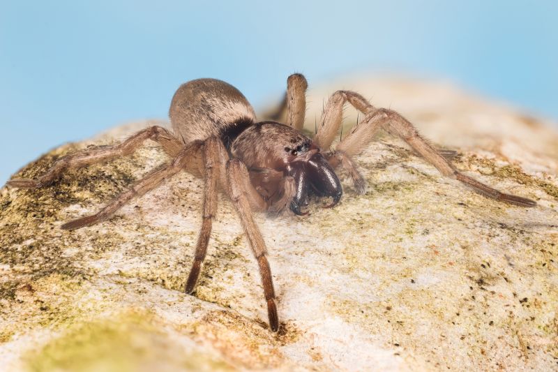 Mouse Spider Extermination in Rockwall, TX