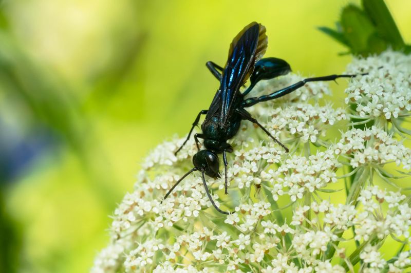 Mud Dauber Extermination in Arlington, TX
