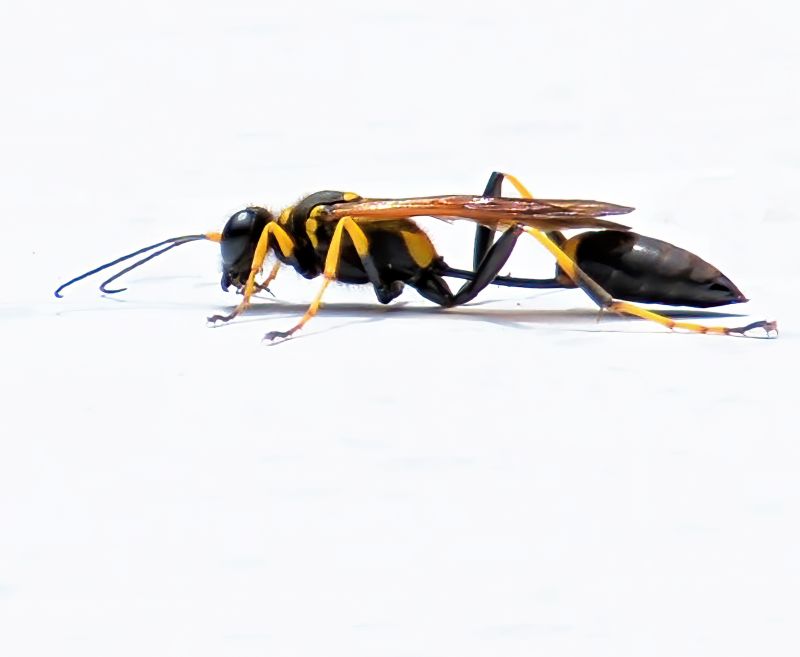 Mud Dauber Extermination in Frisco, TX