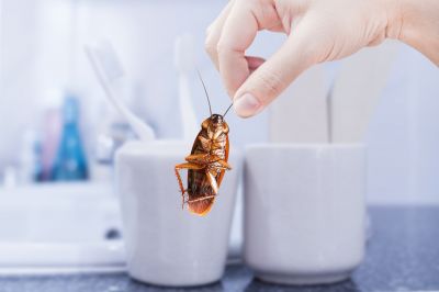 Cockroaches