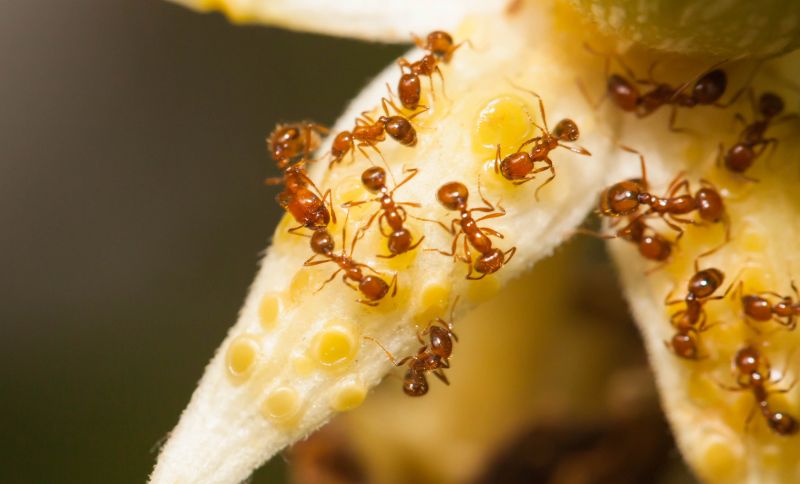 Red Ant Extermination in Rockwall, TX