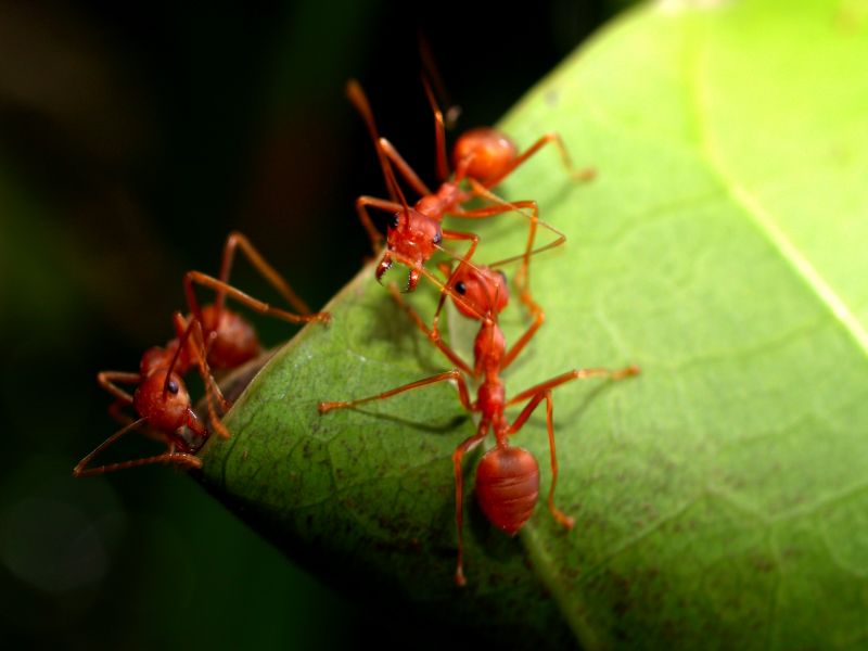 Red Ant Extermination in Frisco, TX
