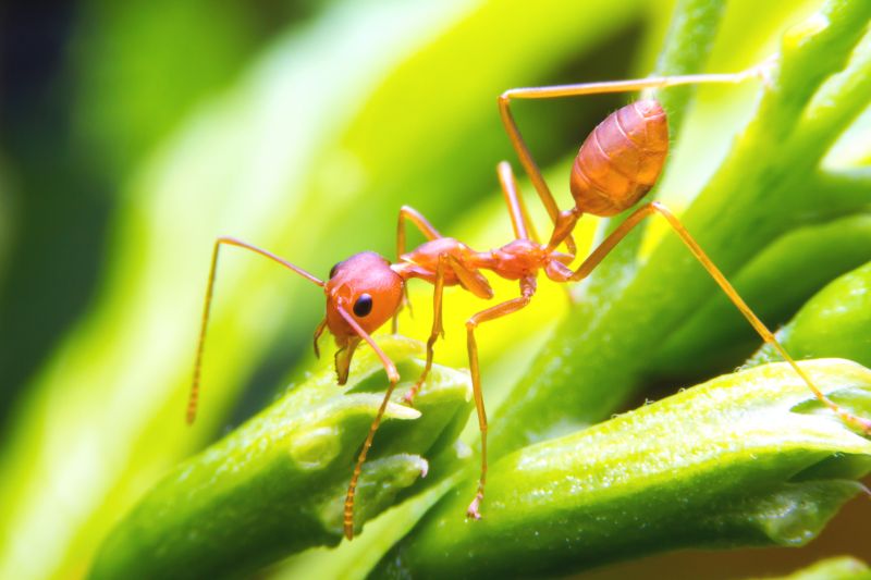 Red Ant Extermination in Denton, TX