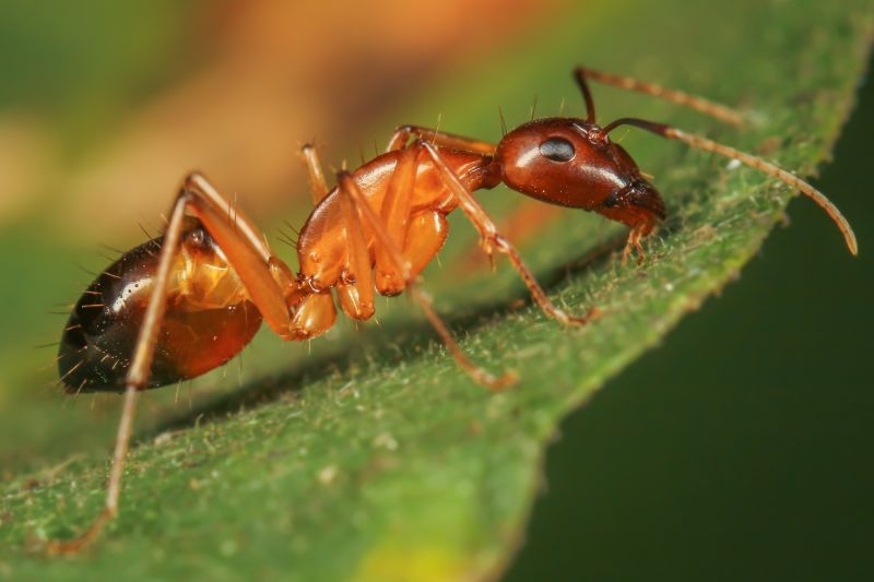 Red Ant Extermination in Mckinney, TX