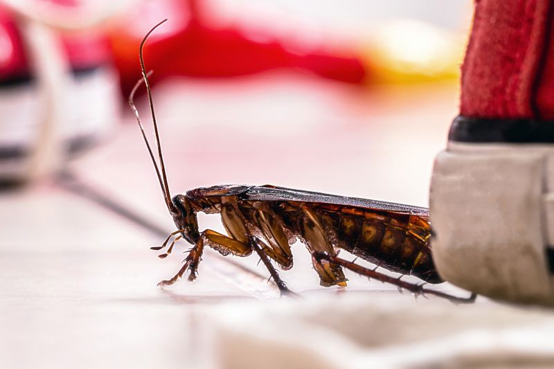 Roach Fumigation in Coeur D Alene, ID