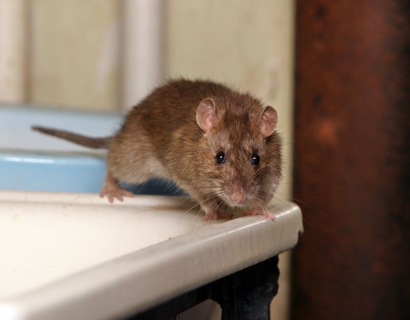Signs Of A Mouse Infestation Hiding Inside Walls And Cabinets
