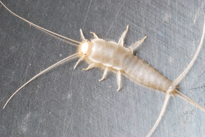 Silverfish Extermination in Katy, TX