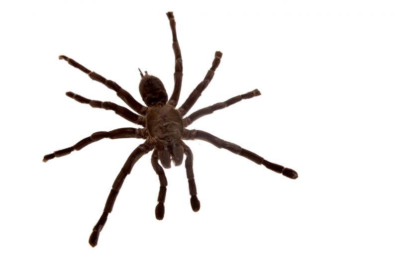 Spider Control Service in Fort Worth, TX