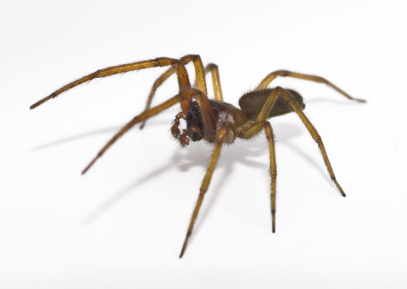 Spider Extermination Service in Denton, TX