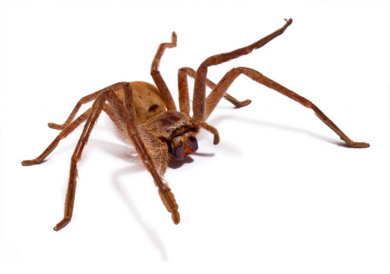 Spider Mite Extermination in Frisco, TX