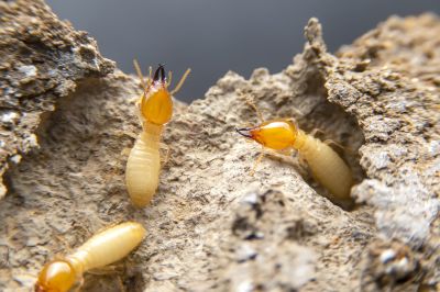 Termite Infestation Service in Katy, TX