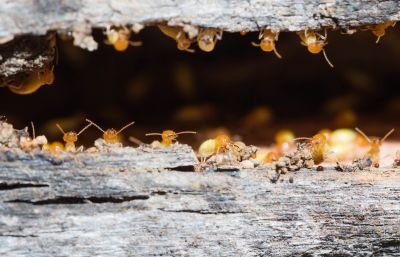 Termite Infestation Service in Frisco, TX