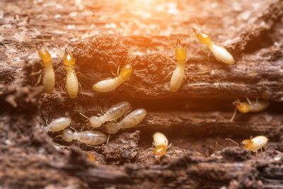 Termite Inspection Service in Katy, TX