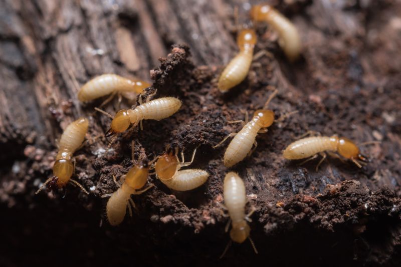 Termite Prevention in Katy, TX