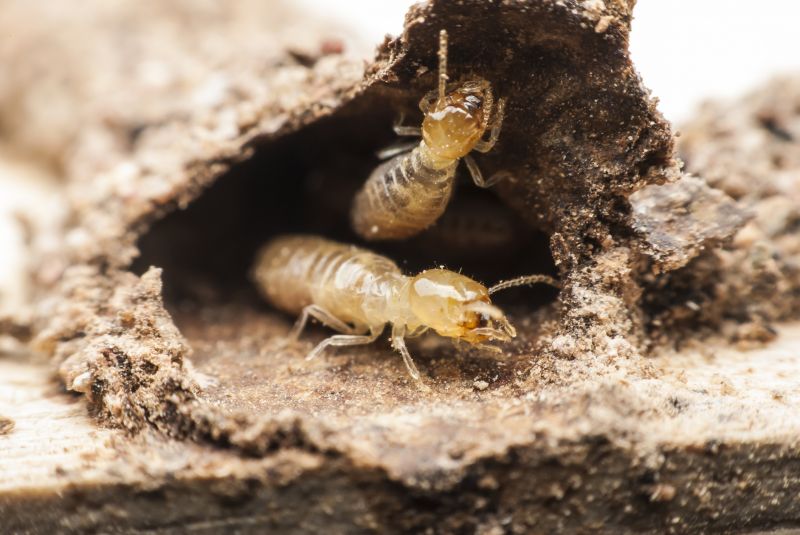 Termite Prevention in Katy, TX