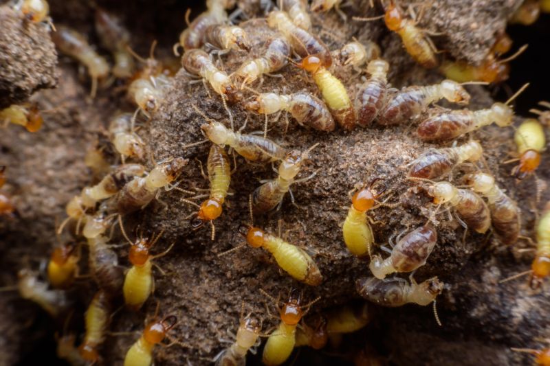 Termite Service in Frisco, TX