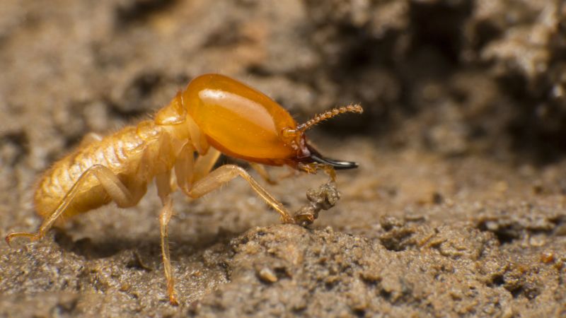 Termite Service in Frisco, TX