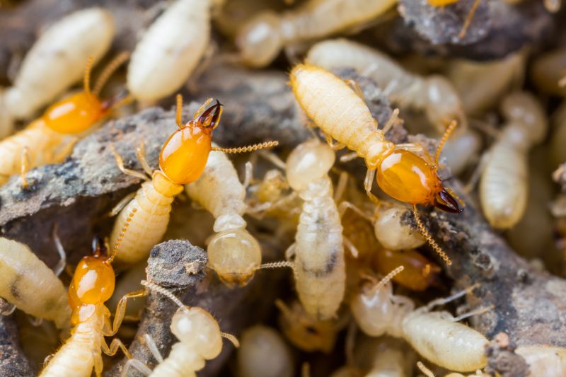 Termite Tenting in Wilmington, DE