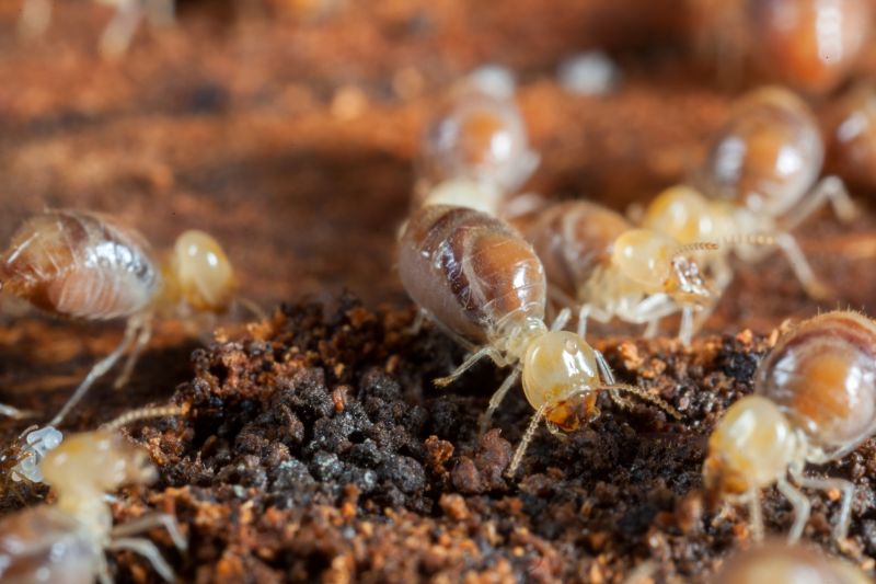 Termites Extermination in Katy, TX