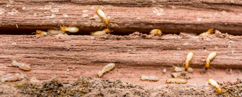 Termites Extermination in Frisco, TX