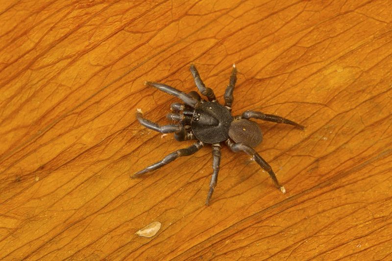 Trapdoor Spider Extermination in Fort Worth, TX