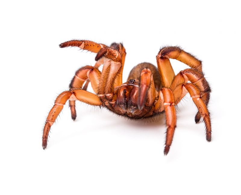 Trapdoor Spider Removal in Katy, TX