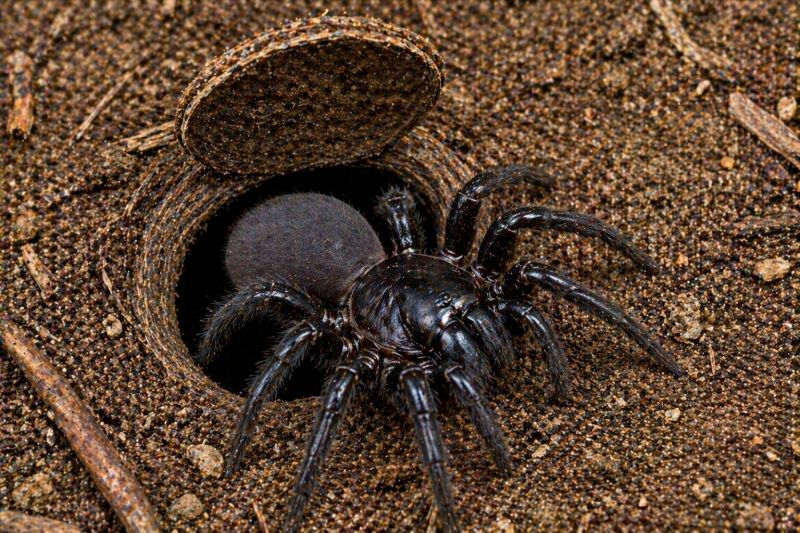 Trapdoor Spider Removal in Fort Worth, TX