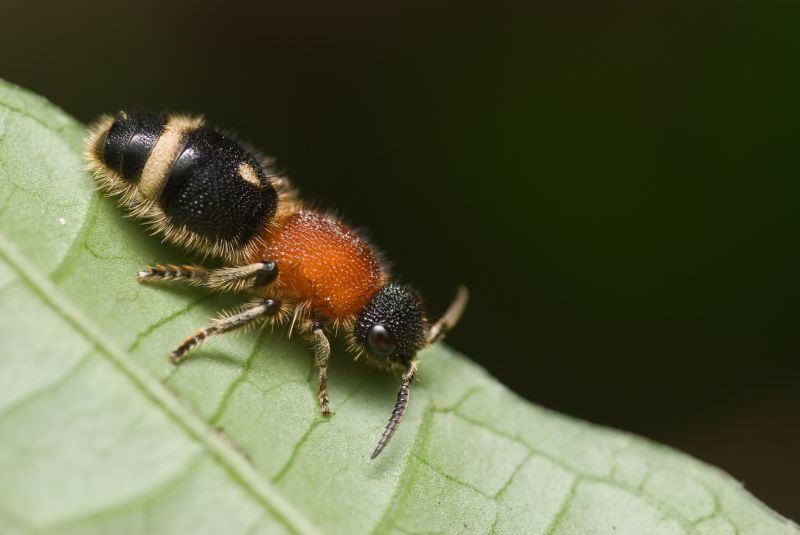 Velvet Ant Extermination in Rockwall, TX