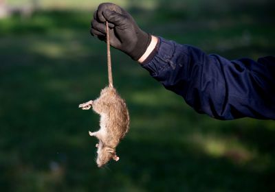 Wildlife Removal Services